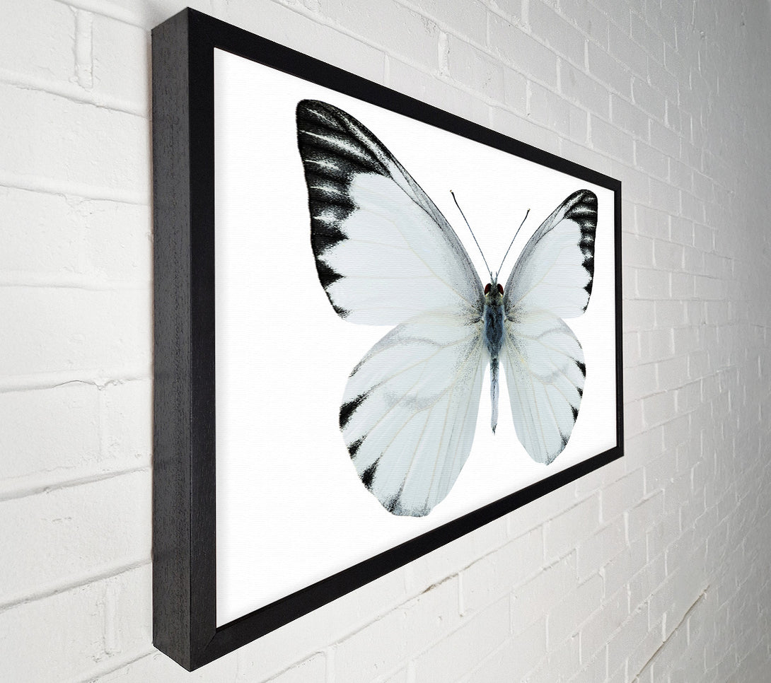  A Canvas Print of Black Tipped Butterfly Wings Canvas Art
