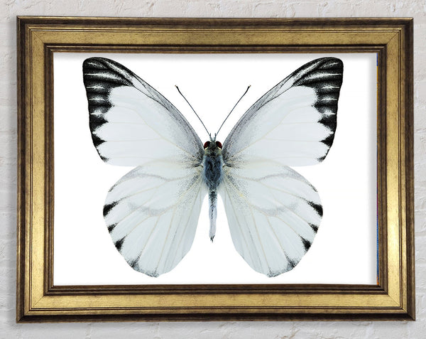 Black Tipped Butterfly Wings Framed Print
