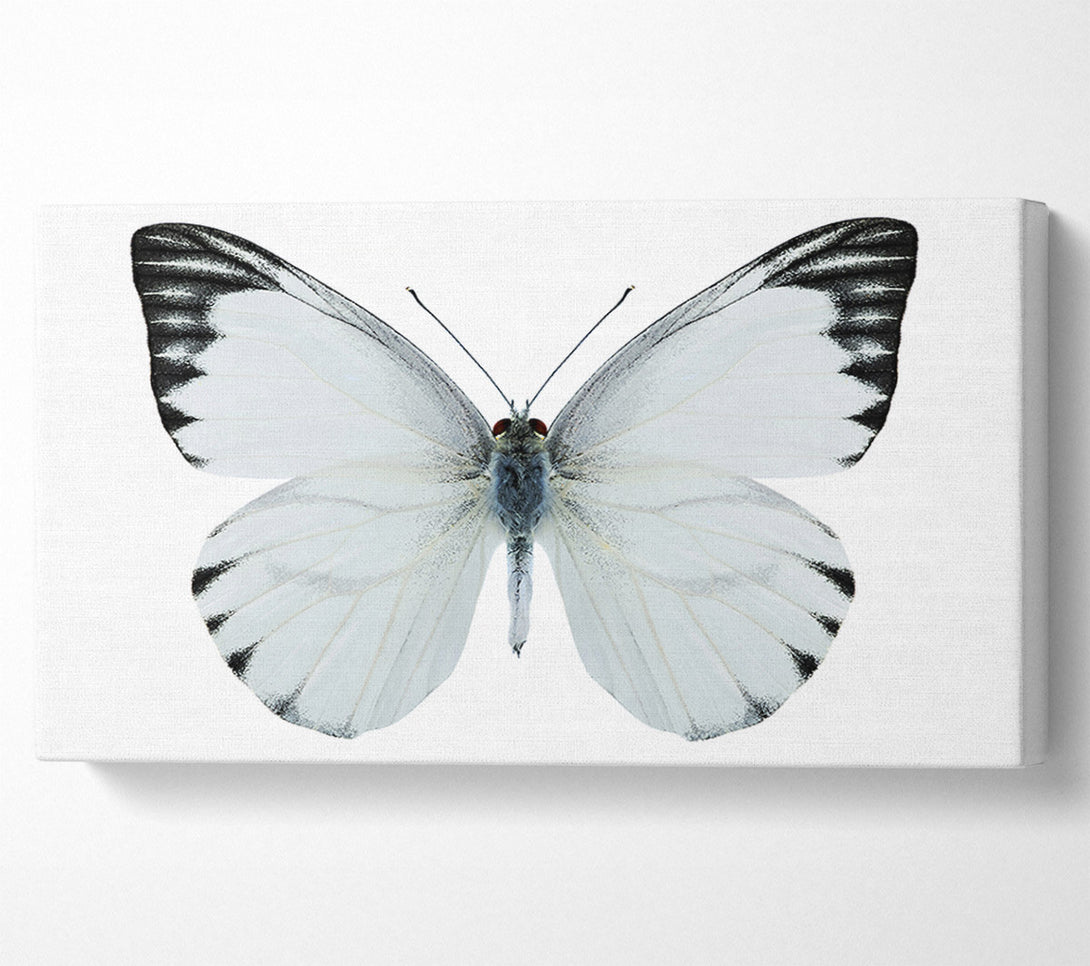 A Canvas Print of Black Tipped Butterfly Wings Canvas Art