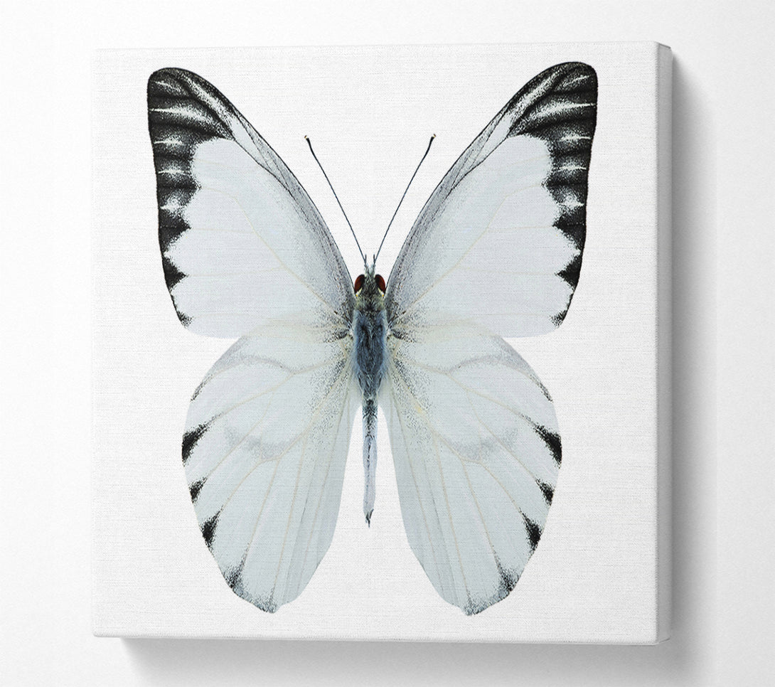  A Canvas Print of Black Tipped Butterfly Wings Canvas Art