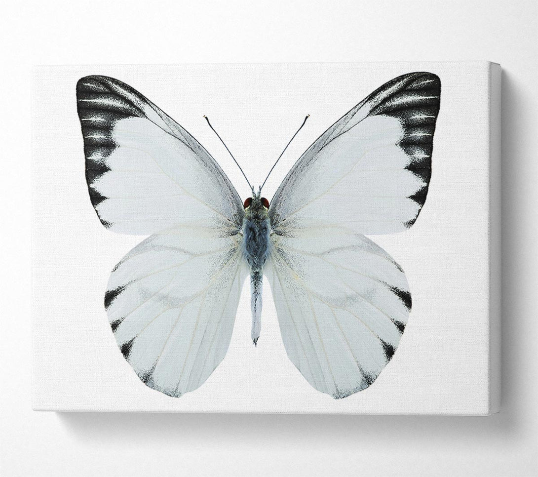  A Canvas Print of Black Tipped Butterfly Wings Canvas Art