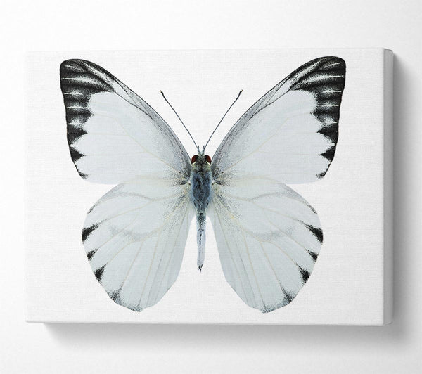  A Canvas Print of Black Tipped Butterfly Wings Canvas Art