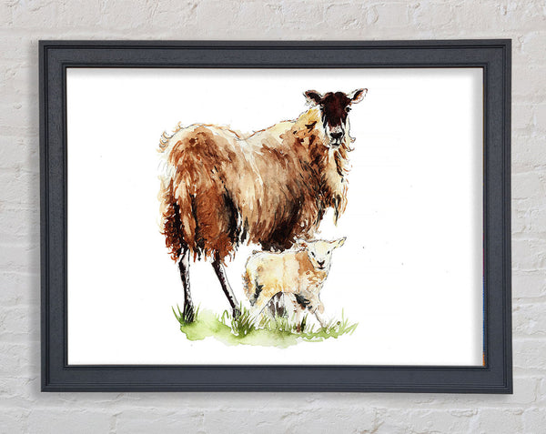 Mother and Baby Lambs Framed Print