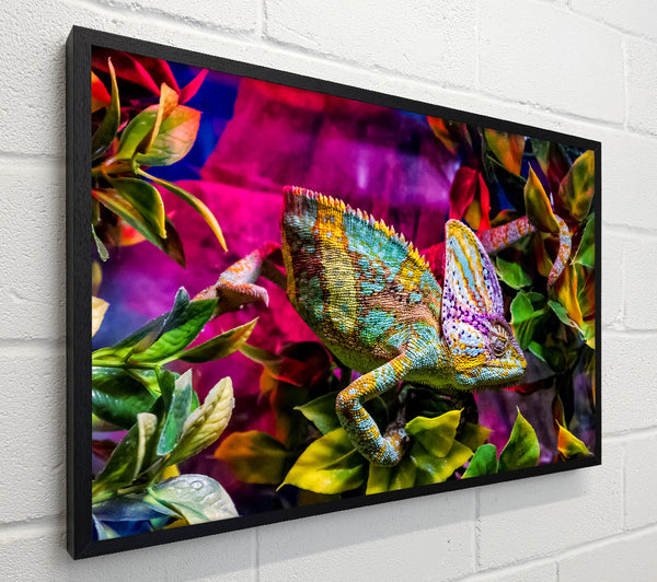 Chameleon In The Pink