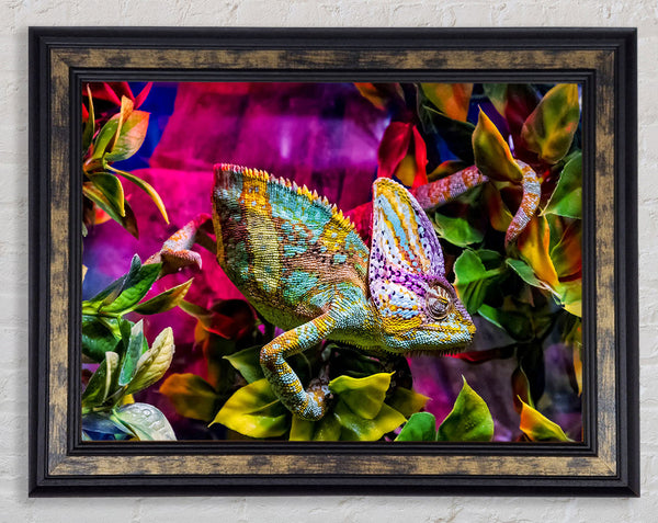 Chameleon In The Pink Framed Print