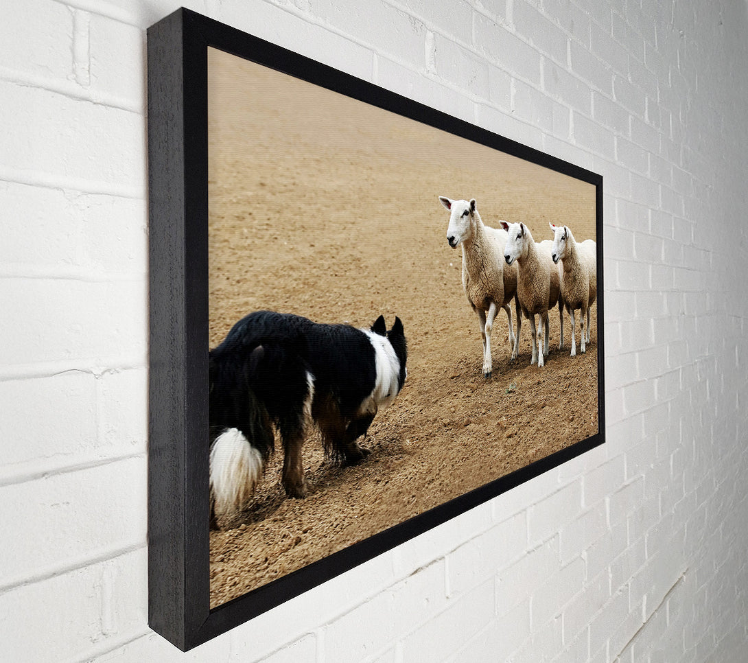  A Canvas Print of Sheepdog Roundup Canvas Art