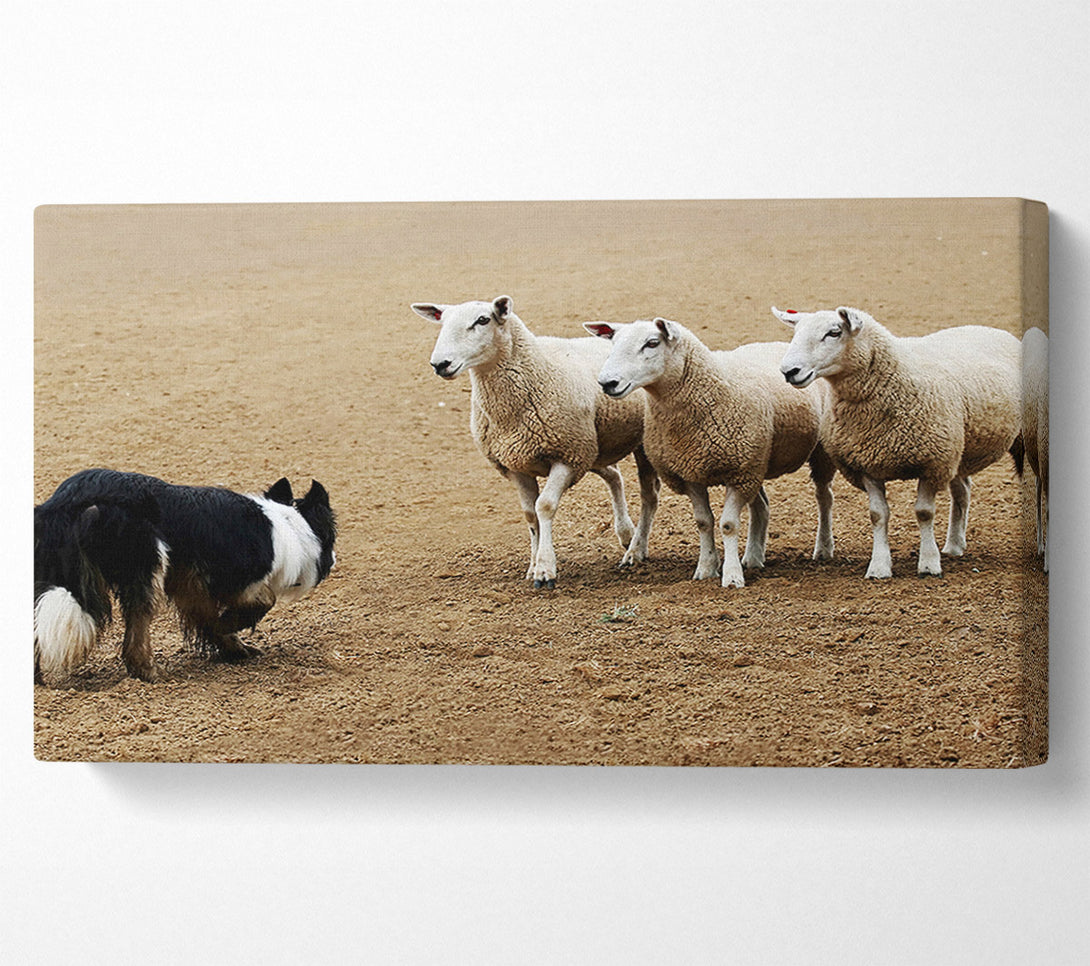  A Canvas Print of Sheepdog Roundup Canvas Art