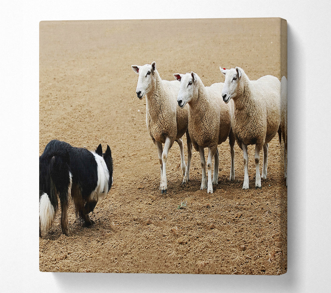  A Canvas Print of Sheepdog Roundup Canvas Art