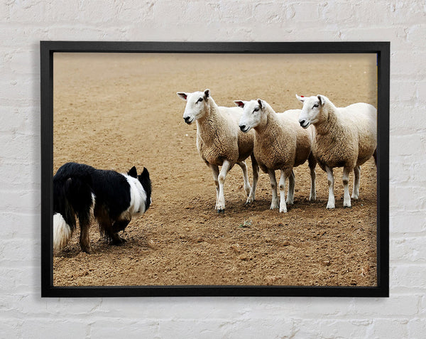 Sheepdog Roundup Framed Print
