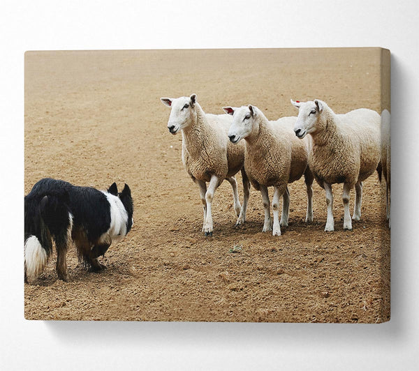  A Canvas Print of Sheepdog Roundup Canvas Art