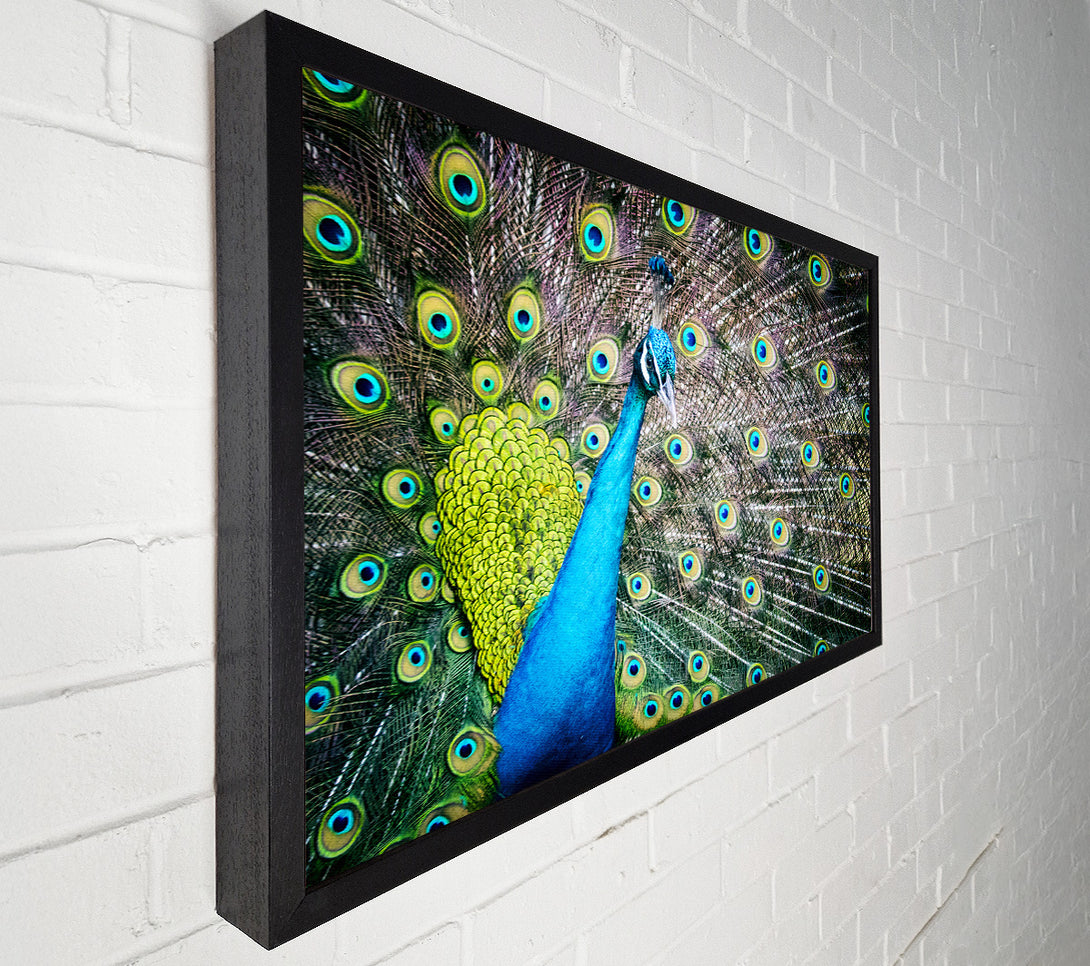  A Canvas Print of Peacock Glory Canvas Wall Art