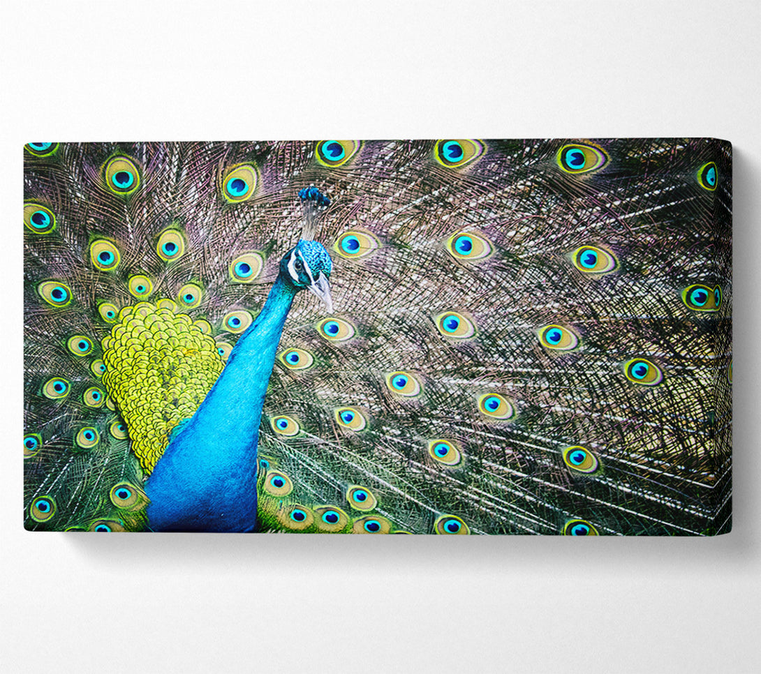  A Canvas Print of Peacock Glory Canvas Wall Art