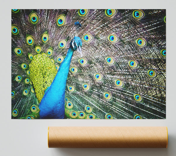 Peacock Glory Print