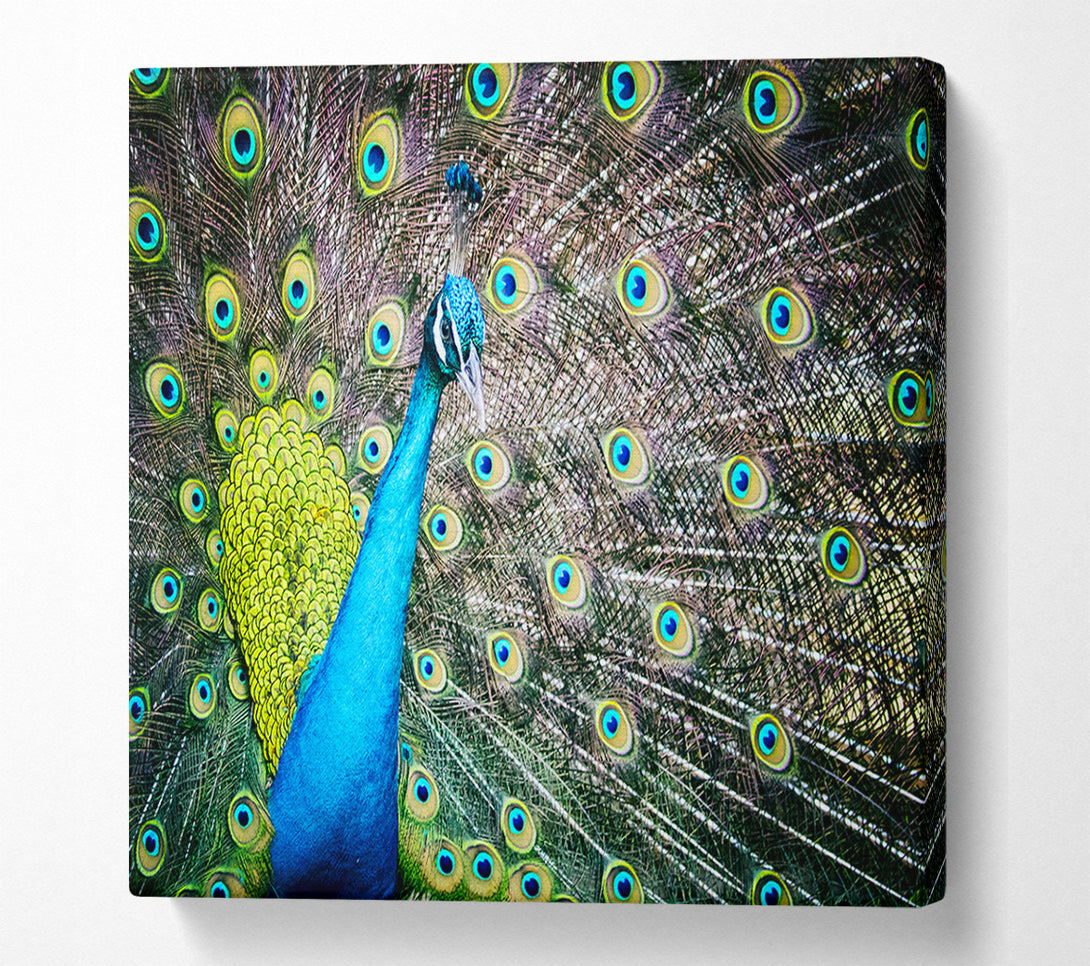  A Canvas Print of Peacock Glory Canvas Wall Art