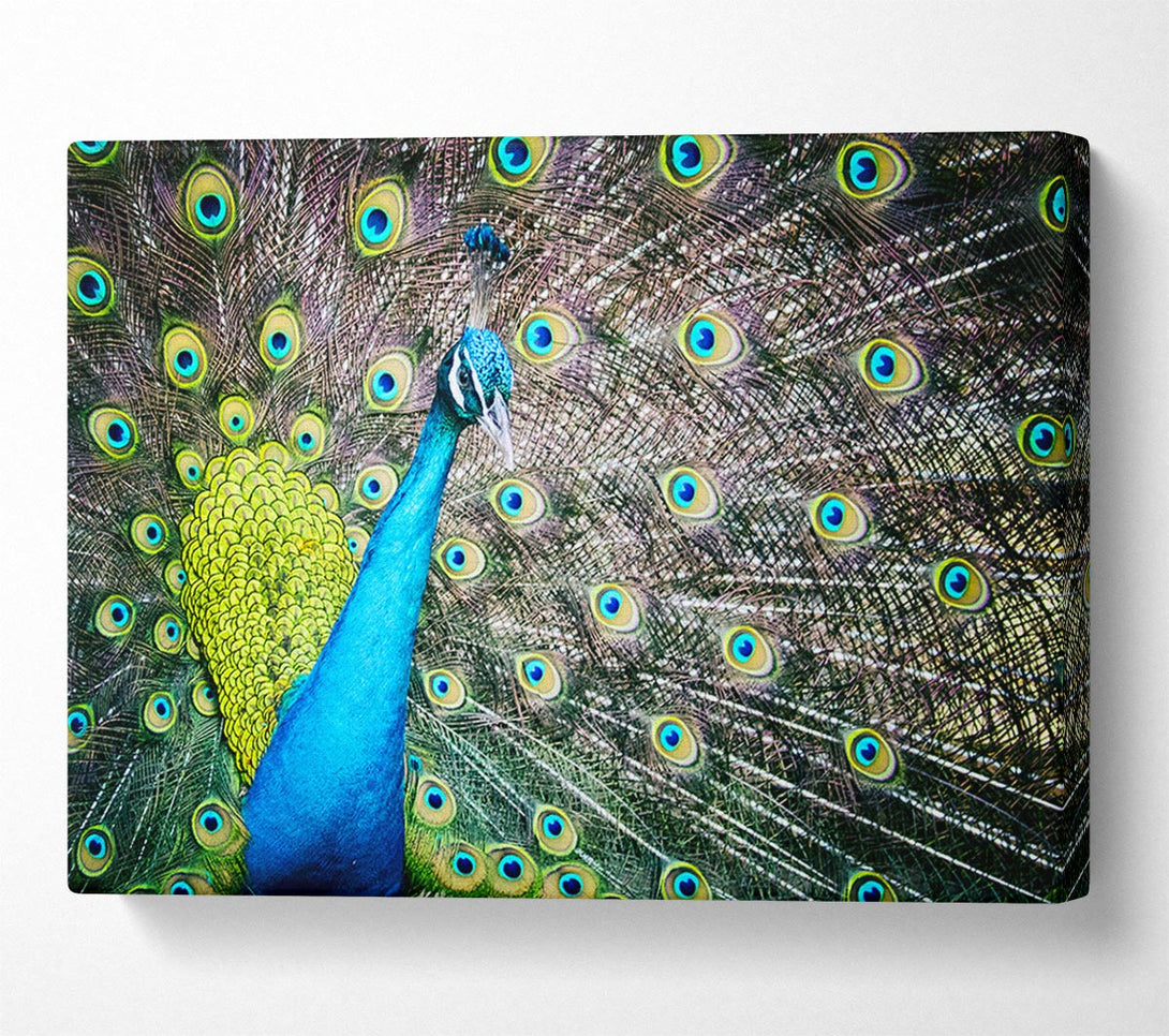  A Canvas Print of Peacock Glory Canvas Wall Art