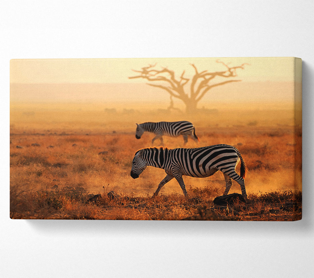  A Canvas Print of Sunset Zebra Canvas Wall Art