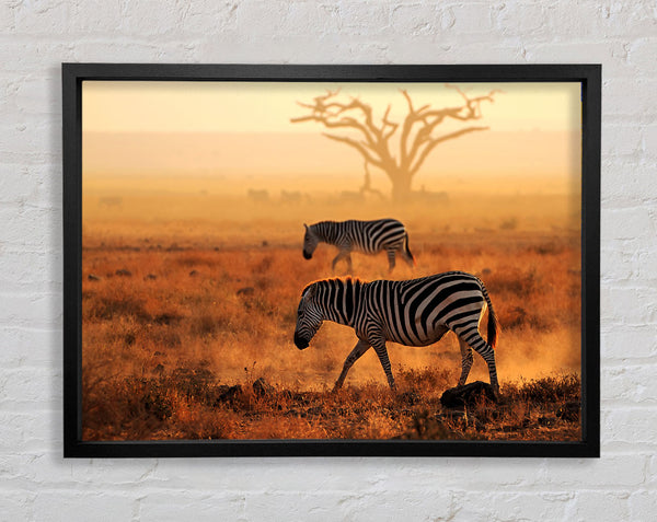 Sunset Zebra Framed Print