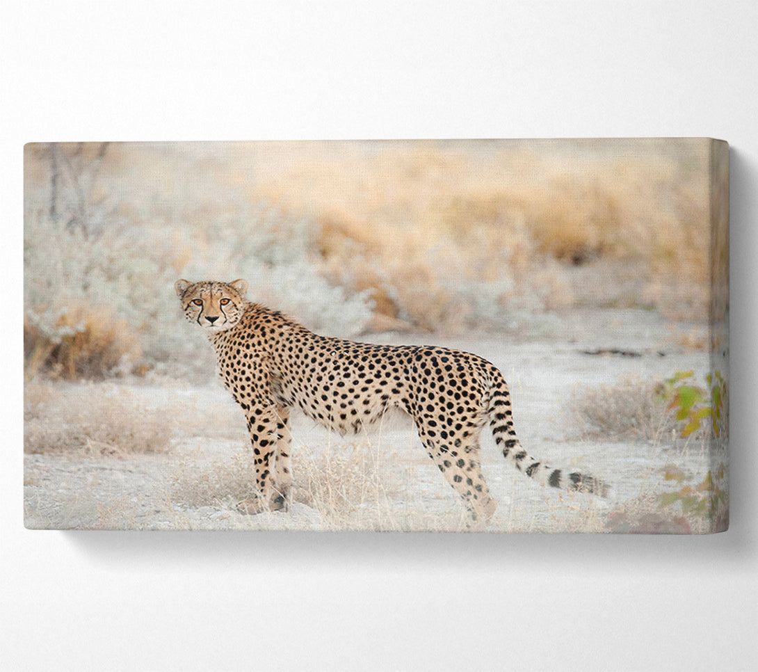  A Canvas Print of Wild Cheetah Canvas Wall Art
