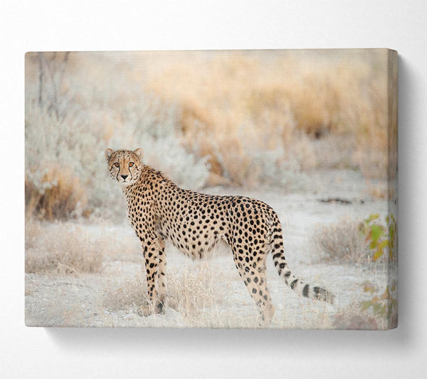  A Canvas Print of Wild Cheetah Canvas Wall Art