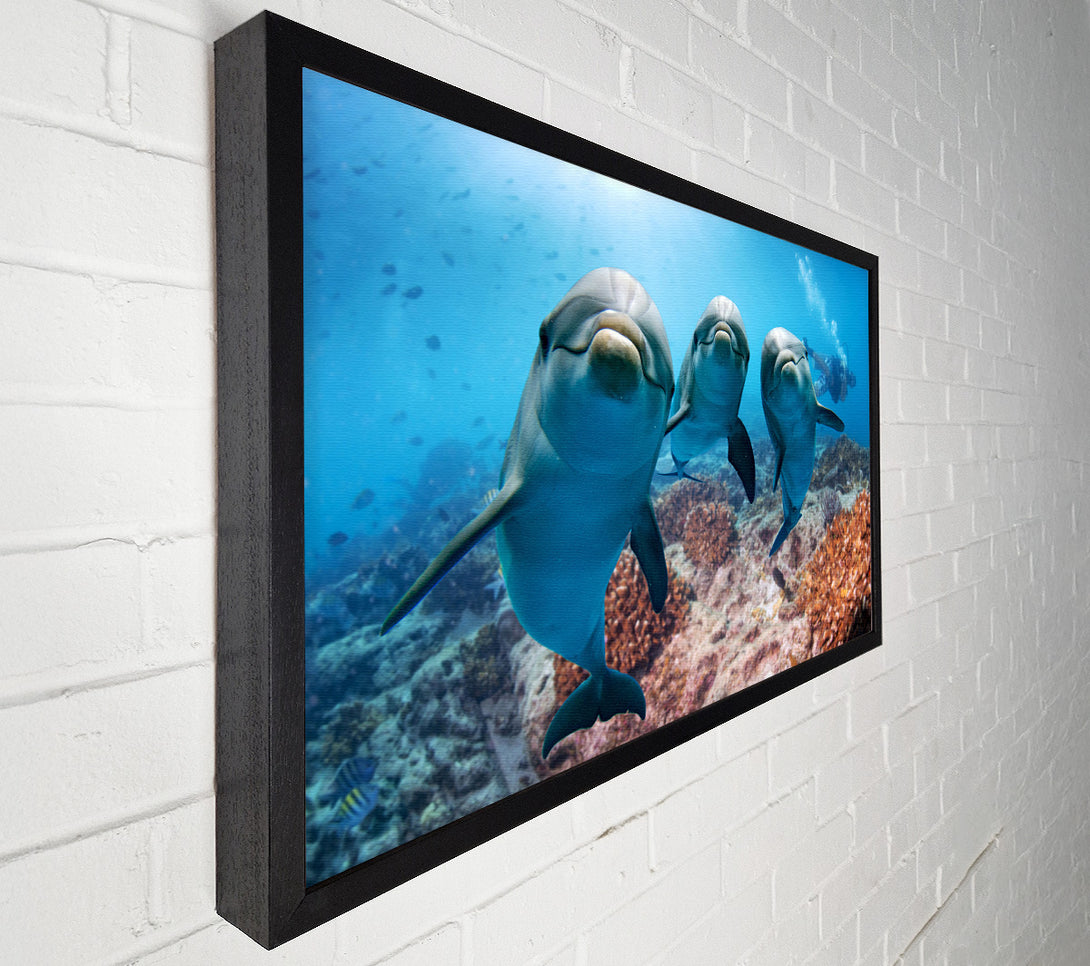 A Canvas Print of Inquisitive Dolphin Trio Canvas Art