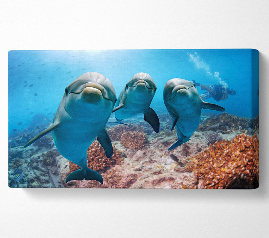  A Canvas Print of Inquisitive Dolphin Trio Canvas Art