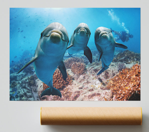 Inquisitive Dolphin Trio Giclee Print