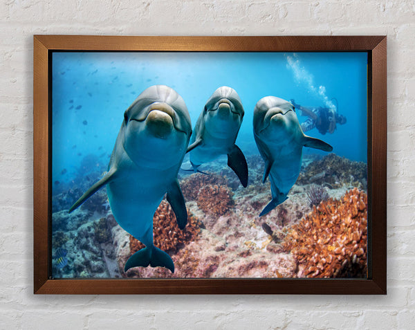 Inquisitive Dolphin Trio Framed Print