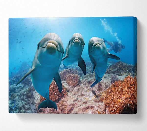  A Canvas Print of Inquisitive Dolphin Trio Canvas Art