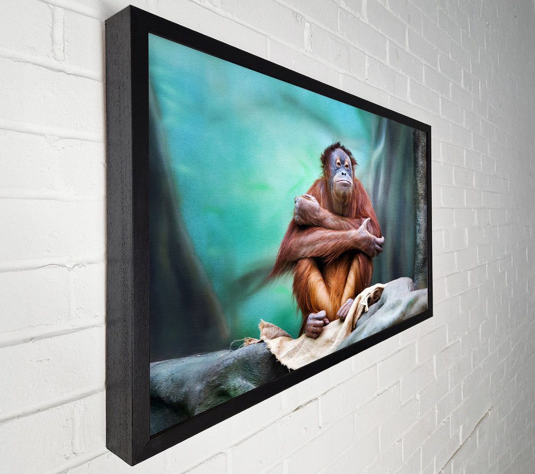  A Canvas Print of Orangutan Forest Canvas Print