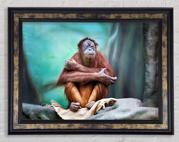 Orangutan Forest Framed Print