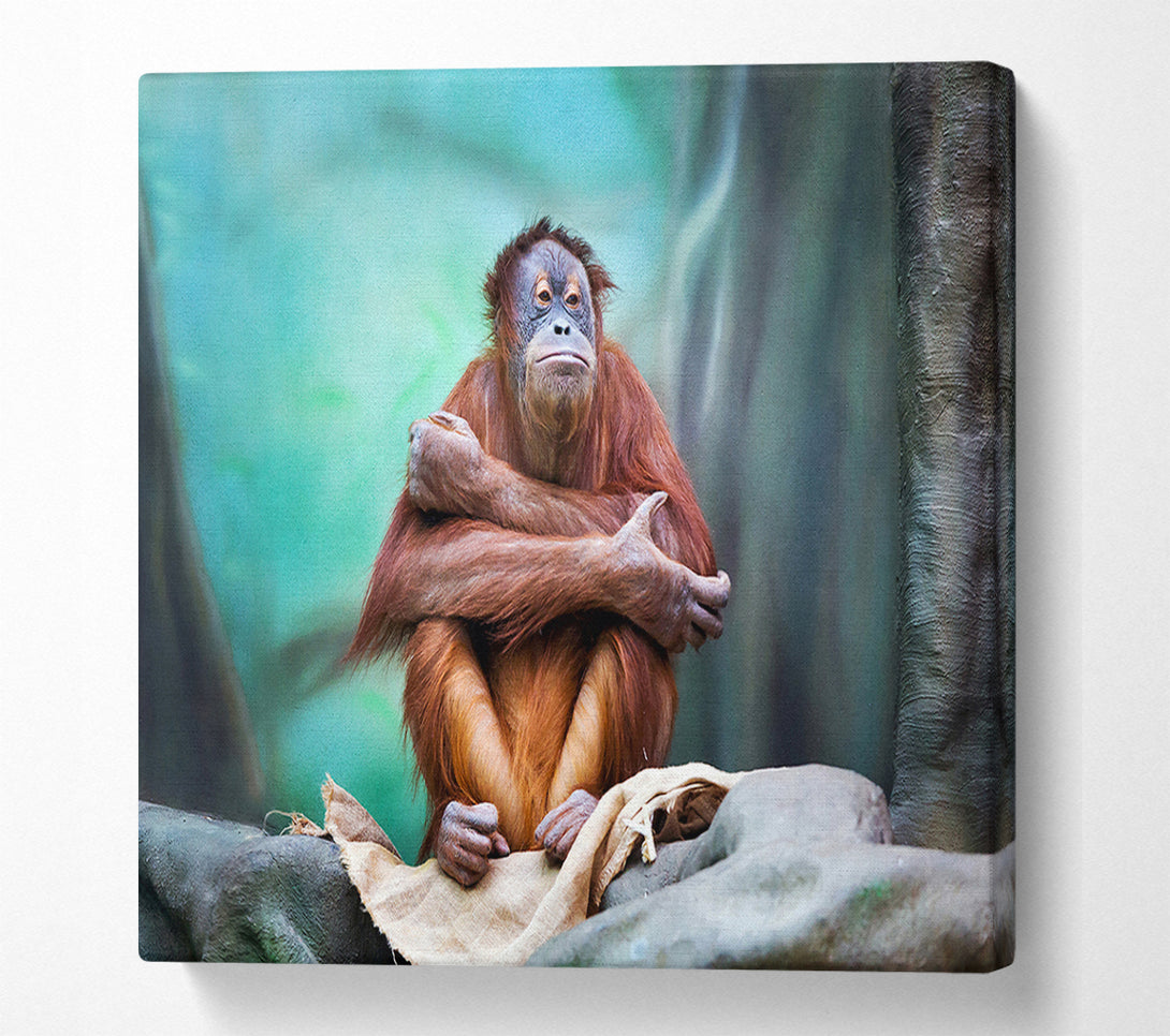 A Canvas Print of Orangutan Forest Canvas Print