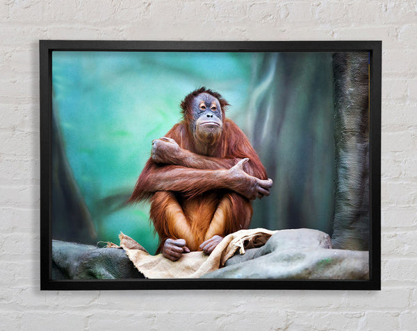 Orangutan Forest Framed Print