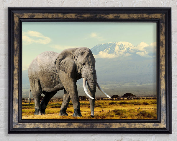 Elephant Roaming Framed Print
