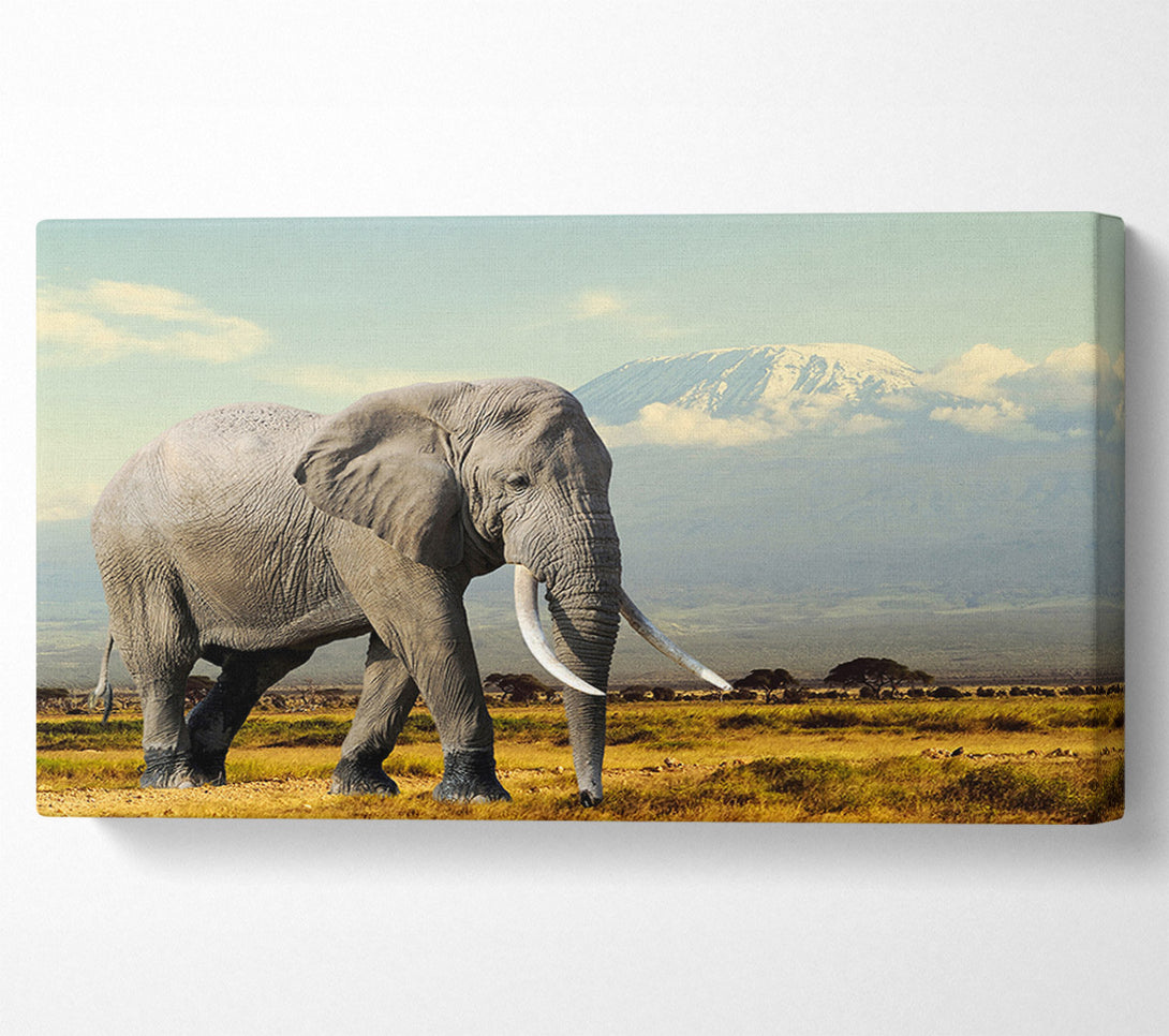  A Canvas Print of Elephant Roaming Canvas Wall Art