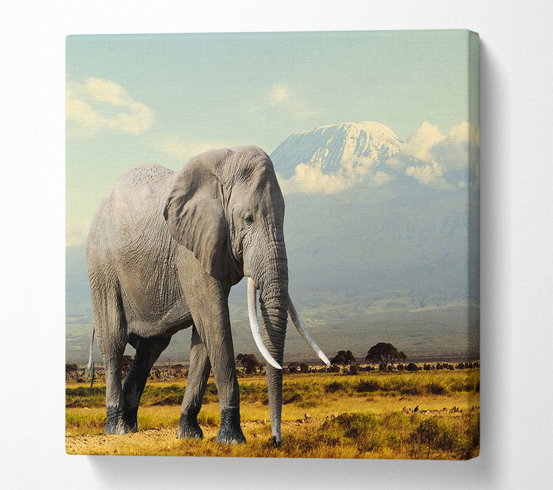  A Canvas Print of Elephant Roaming Canvas Wall Art