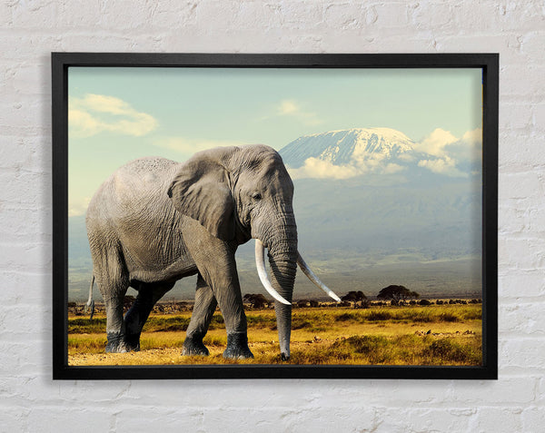 Elephant Roaming Framed Print