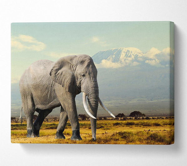  A Canvas Print of Elephant Roaming Canvas Wall Art