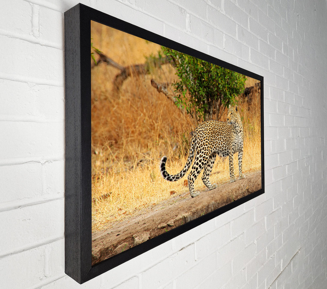  A Canvas Print of Leopard Watch Canvas Print