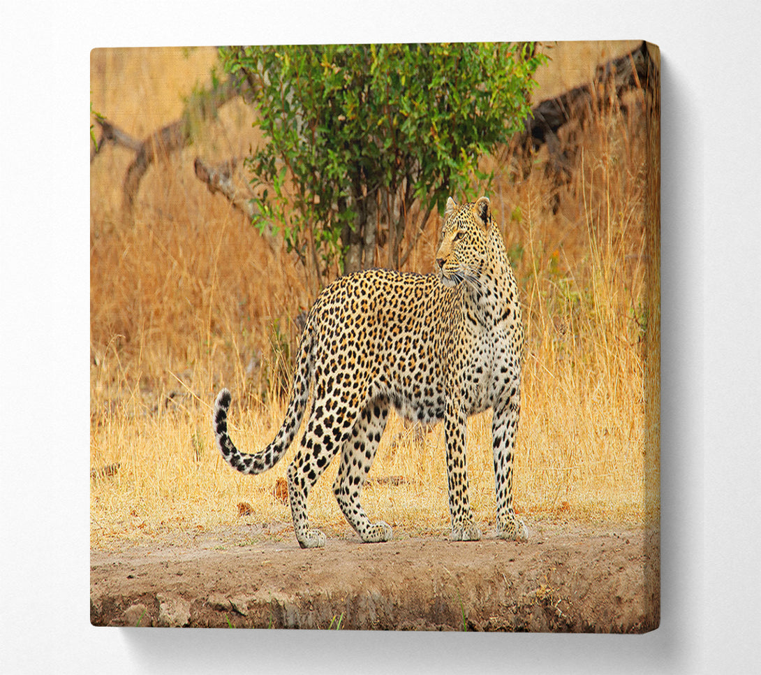  A Canvas Print of Leopard Watch Canvas Print