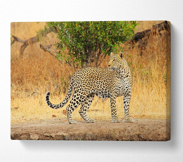  A Canvas Print of Leopard Watch Canvas Print