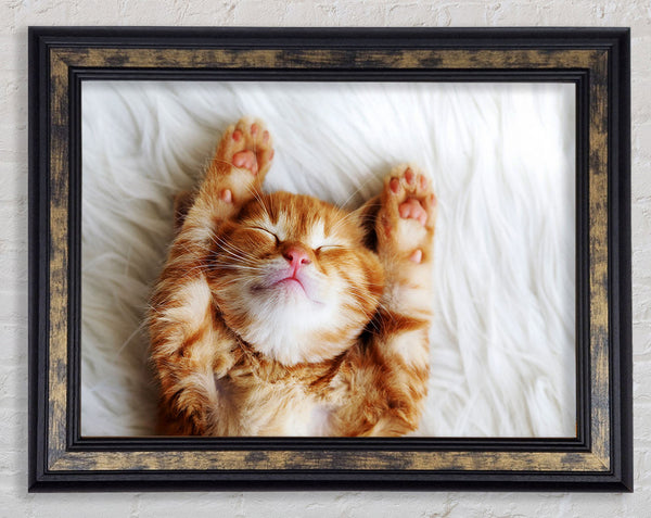 Cat Snooze