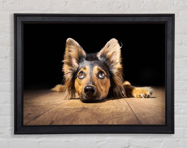 Dog Love Framed Print