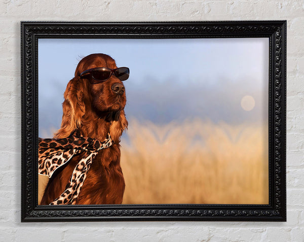Glamorous Irish Setter Dog Framed Print