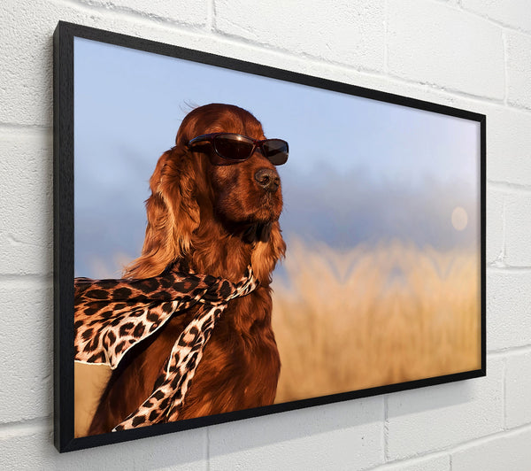 Glamorous Irish Setter Dog