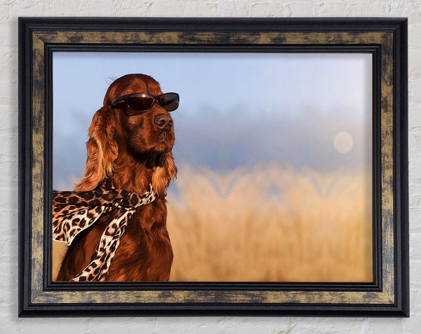 Glamorous Irish Setter Dog Framed Print