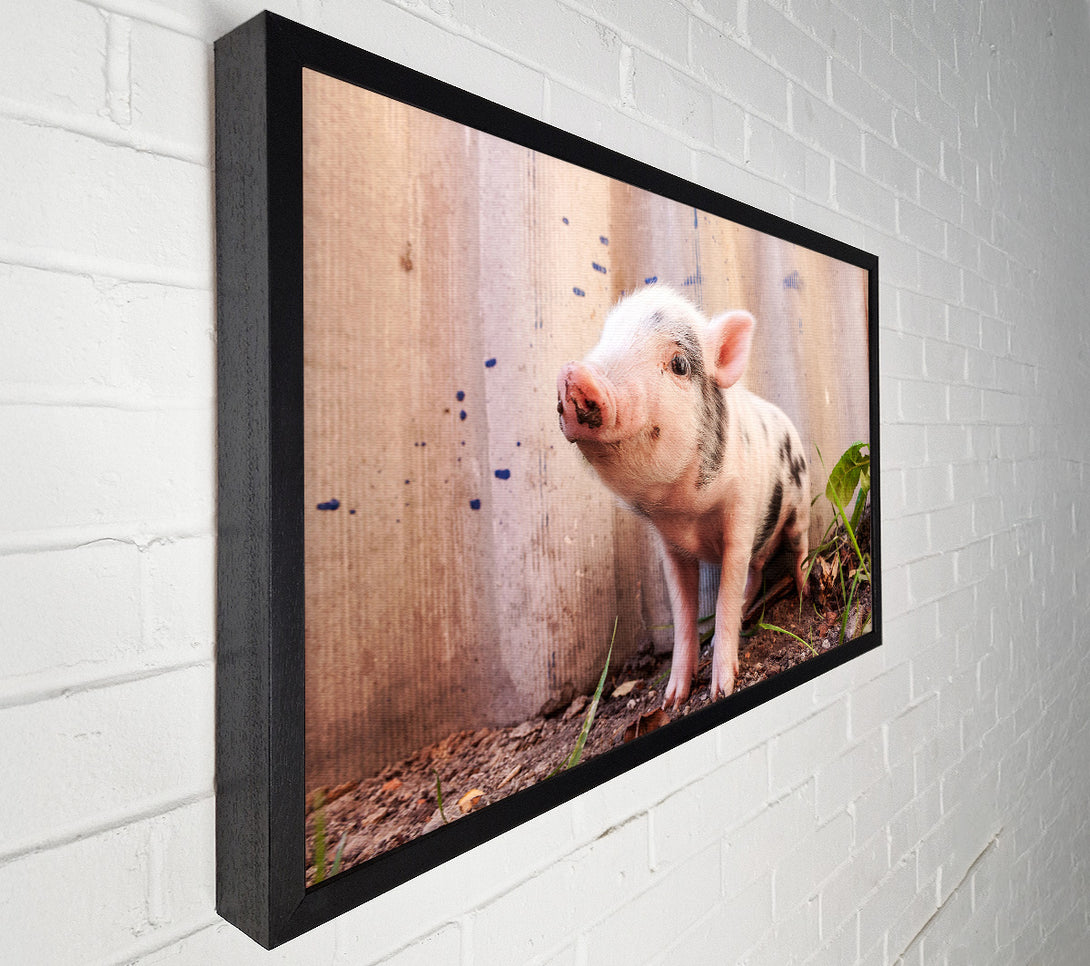  A Canvas Print of Micro Pig Canvas Print
