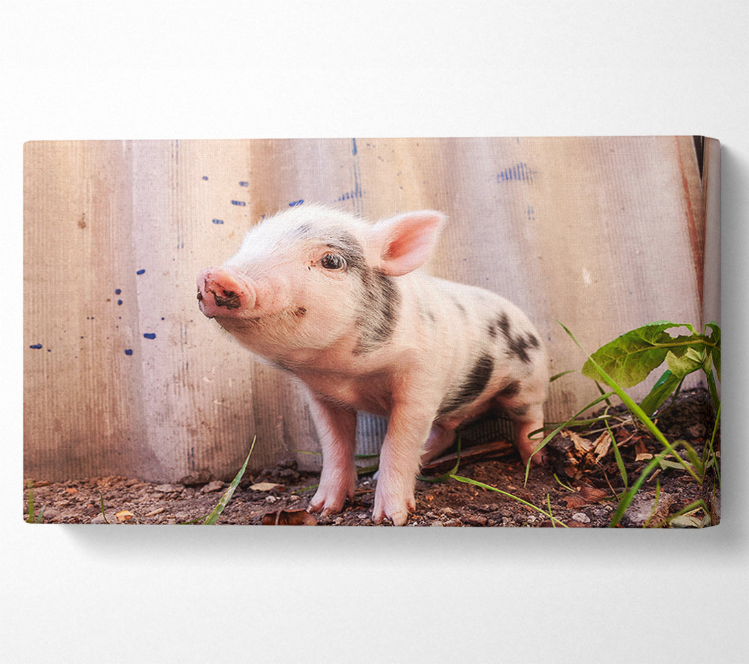  A Canvas Print of Micro Pig Canvas Print