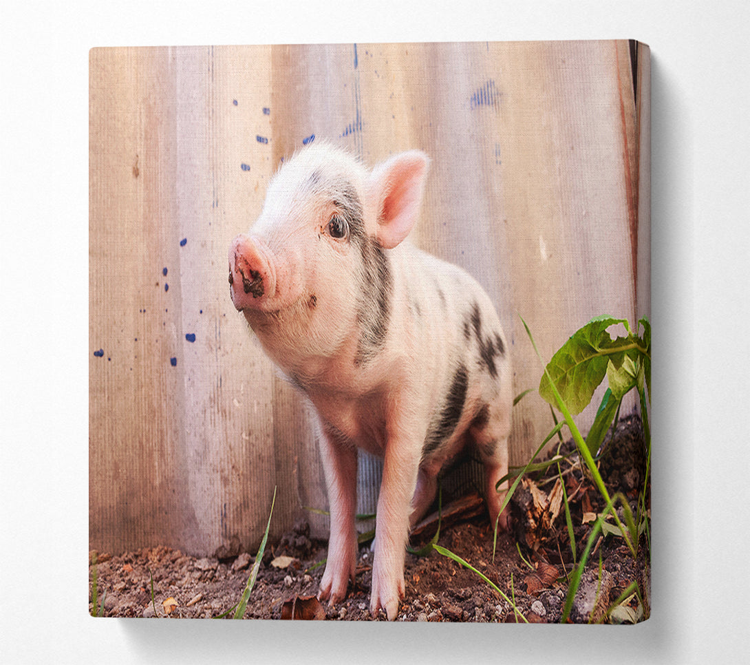  A Canvas Print of Micro Pig Canvas Print