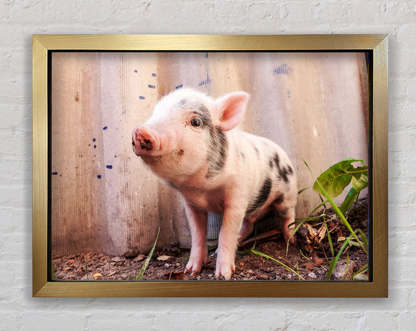Micro Pig Framed Print