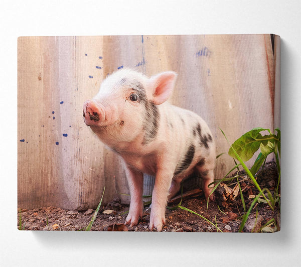  A Canvas Print of Micro Pig Canvas Print